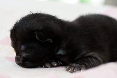 Henüz gözlerini açmamış küçük bir yavru kedi.