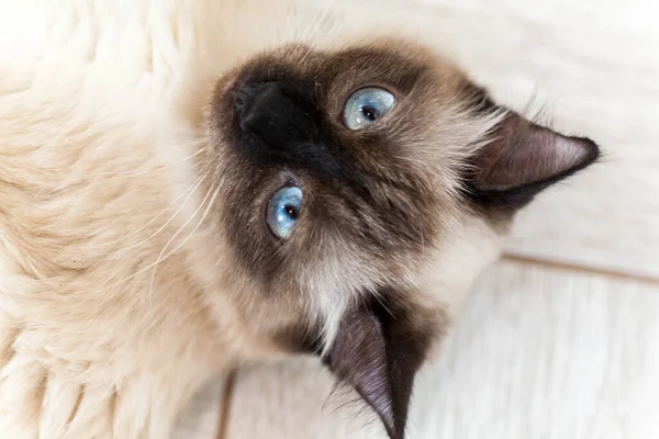 Портрет серого кота с полосками, лежащими на земле, крупным планом, избирательным фокусом. Высокое качество фото — стоковое фото
