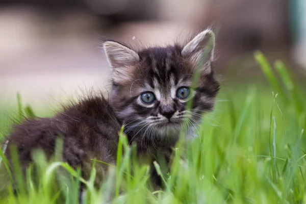 Pisica de stradă a întâlnit un câine și este speriată. Pisicuţa a fugit de acasă şi s-a pierdut în parc. Un pisoi cu dungi siberiene explorează lumea necunoscută de pe stradă. — Fotografie, imagine de stoc