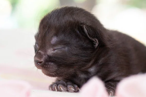 Un petit chaton nouveau-né qui n'a pas encore ouvert les yeux — Photo