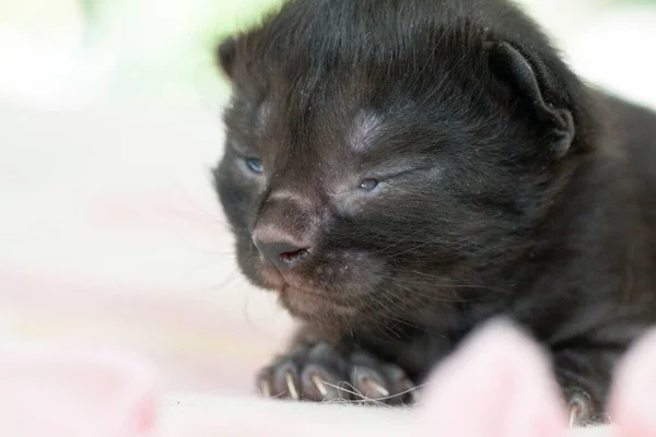 A small newborn kitten that has not yet opened its eyes — Stock Photo, Image