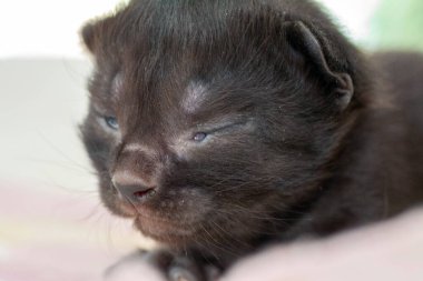 Henüz gözlerini açmamış küçük bir yavru kedi.