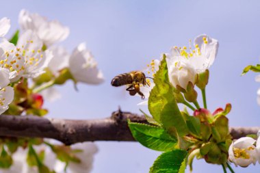 Kapalı kapılar ardında çiçek açan bir bahar ağacı.