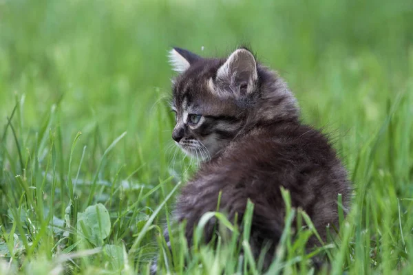 Uliczny kotek spotkał psa i się boi. Mały kotek uciekł z domu i zgubił się w parku. Syberyjski kociak w paski odkrywa nieznany świat na ulicy. — Zdjęcie stockowe