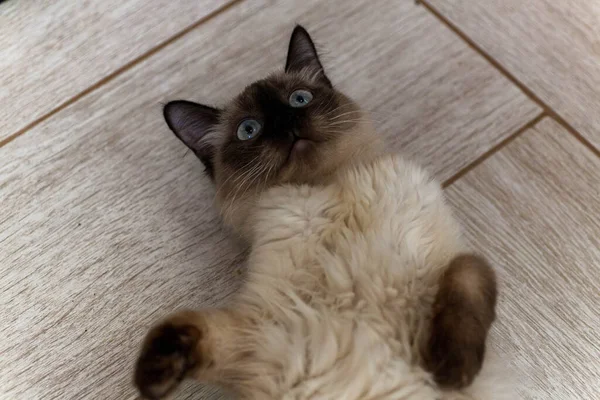 Retrato de un gato gris con rayas colocadas en el suelo, primer plano, enfoque selectivo. Foto de alta calidad — Foto de Stock
