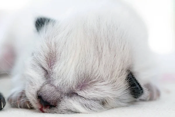 Egy kiscica, aki még nem nyitotta ki a szemét. — Stock Fotó