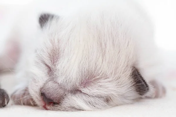 Un petit chaton nouveau-né qui n'a pas encore ouvert les yeux — Photo