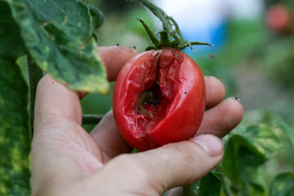 Грибковые заболевания помидоров Позднее поражение - одно из самых опасных заболеваний Стоковое Фото