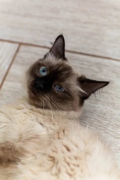 Retrato de un gato gris con rayas colocadas en el suelo, primer plano, enfoque selectivo. Foto de alta calidad — Foto de Stock