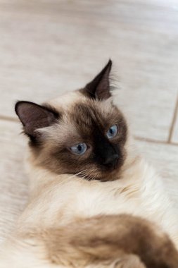 Çizgili gri bir kedinin portresi yerde yatıyor, yakın plan, seçici odaklanma. Yüksek kalite fotoğraf