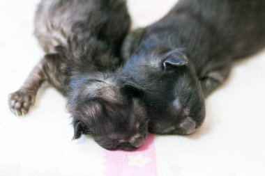 Henüz gözlerini açmamış küçük bir yavru kedi.