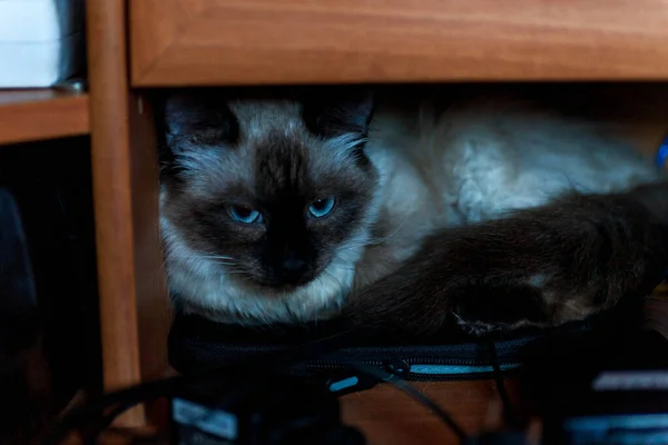 Çizgili gri bir kedinin portresi yerde yatıyor, yakın plan, seçici odaklanma. Yüksek kalite fotoğraf — Stok fotoğraf