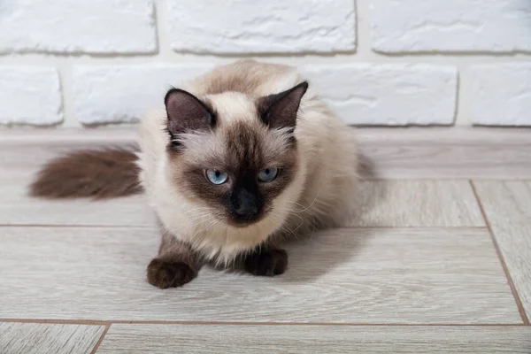 Porträt einer grauen Katze mit Streifen auf dem Boden liegend, Nahaufnahme, selektiver Fokus. Hochwertiges Foto — Stockfoto