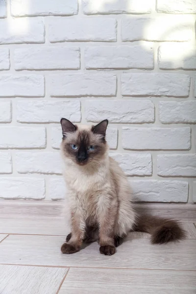 Porträt einer grauen Katze mit Streifen auf dem Boden liegend, Nahaufnahme, selektiver Fokus. Hochwertiges Foto — Stockfoto