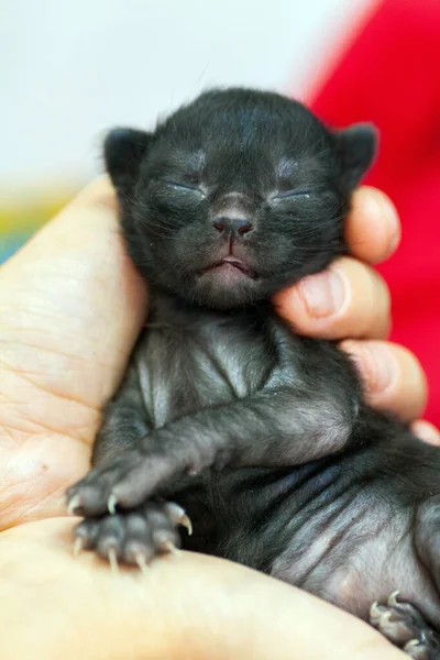 Un petit chaton nouveau-né qui n'a pas encore ouvert les yeux — Photo