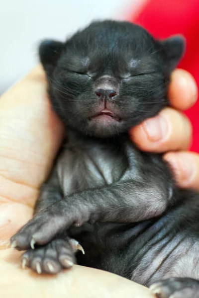 Un pisoi mic nou-născut care nu și-a deschis încă ochii — Fotografie, imagine de stoc