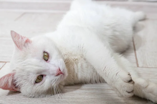 Portré egy szürke macska csíkos feküdt a földön, közelkép, szelektív fókusz. Kiváló minőségű fénykép — Stock Fotó