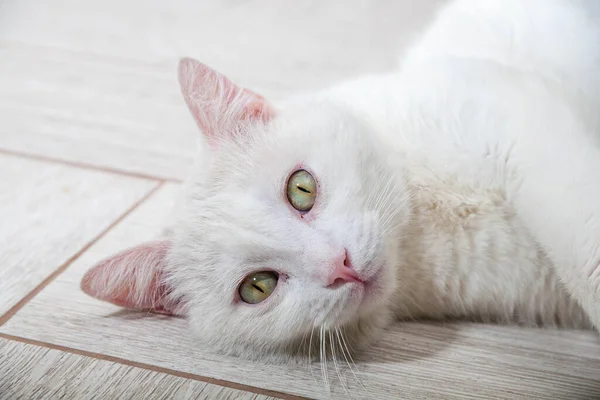 Портрет домашньої кішки білого кольору з великими очима . — стокове фото