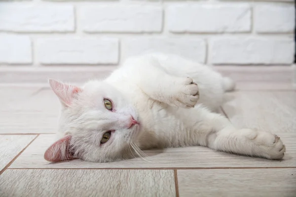 Porträt einer grauen Katze mit Streifen auf dem Boden liegend, Nahaufnahme, selektiver Fokus. Hochwertiges Foto — Stockfoto