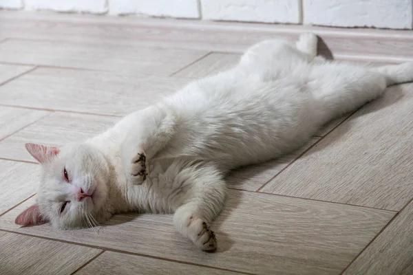 Porträt einer Hauskatze weißer Farbe mit großen Augen. — Stockfoto