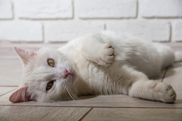 Portré egy szürke macska csíkos feküdt a földön, közelkép, szelektív fókusz. Kiváló minőségű fénykép — Stock Fotó