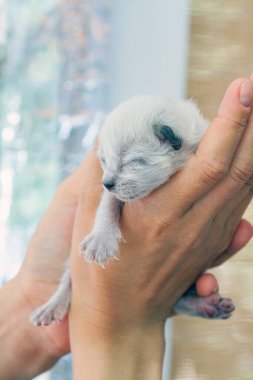Henüz gözlerini açmamış küçük bir yavru kedi.
