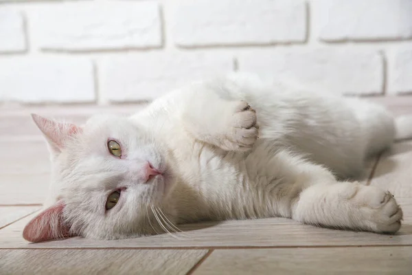 땅에 줄무늬가 있는 회색 고양이의 그림, 자세히 보기, 선택적 인 초점. 고품질 사진 — 스톡 사진