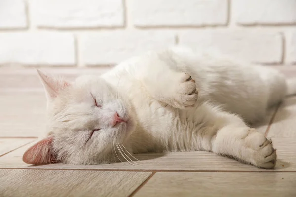 Portré -ból egy belföldi macska -ból fehér befest -val nagy szemek. — Stock Fotó