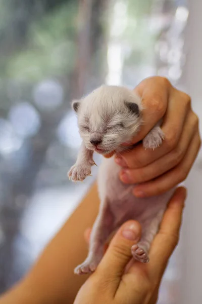 Malé novorozené kotě, které ještě neotevřelo oči — Stock fotografie