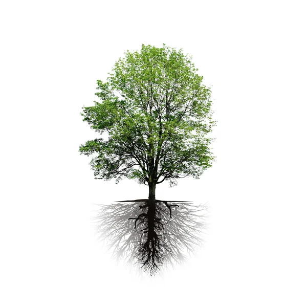 Baum und Wurzeln isoliert auf weißem Hintergrund — Stockfoto