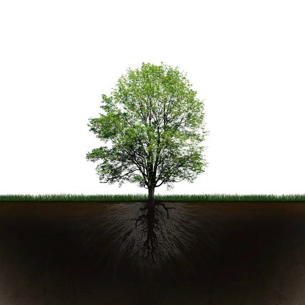 Árbol y raíces — Foto de Stock