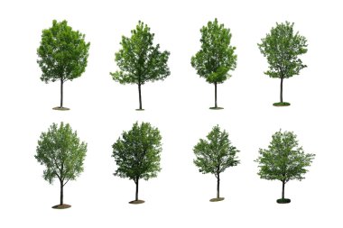 Beyaz arkaplanda izole edilmiş ağaç