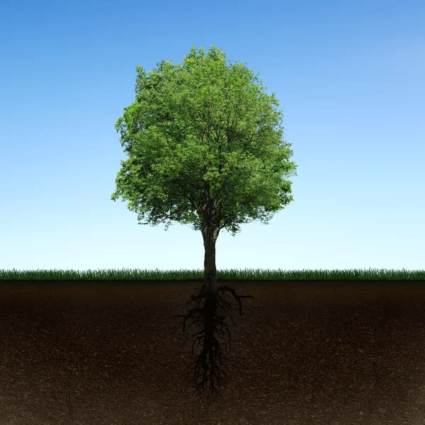 Árvore e raízes — Fotografia de Stock