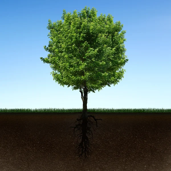 Árbol y raíces —  Fotos de Stock