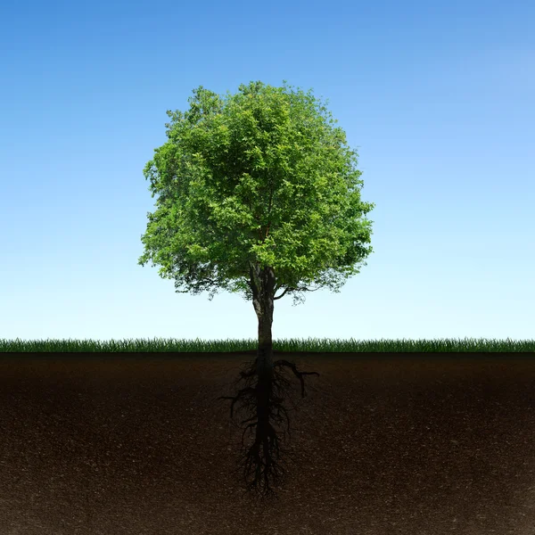 Árbol y raíces — Foto de Stock