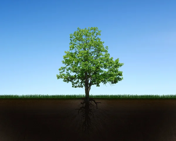 Árbol y raíces — Foto de Stock