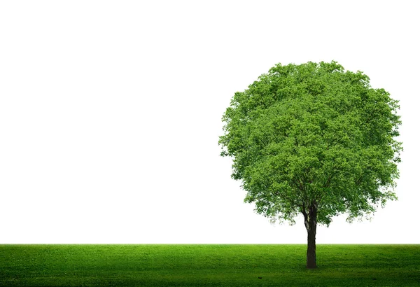 Tree in green field — Stock Photo, Image