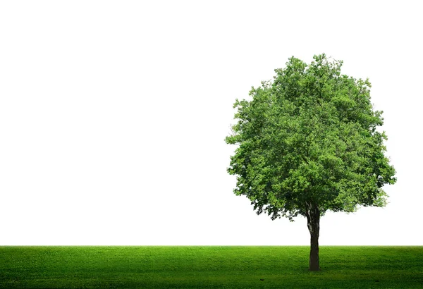 Tree in green field — Stock Photo, Image