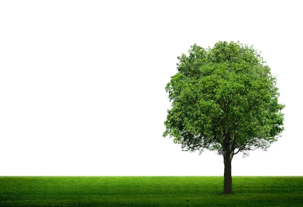 Tree and green grass — Stock Photo, Image