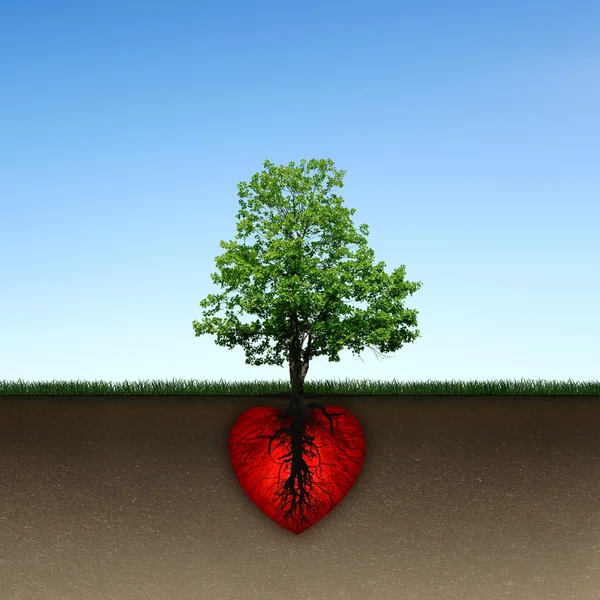树和根红色的心 — 图库照片