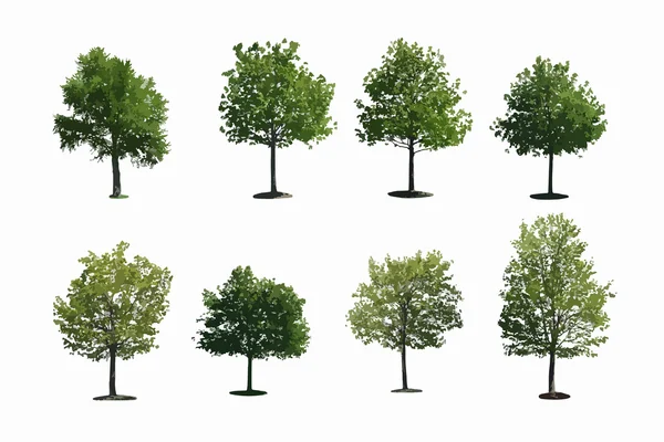 Tree isolated on white background — Stock Photo, Image