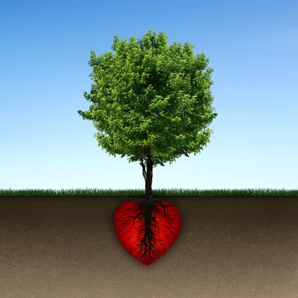 树和根红色的心 图库图片