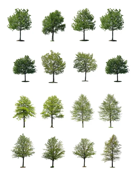 Дерево ізольовано на білому тлі Ліцензійні Стокові Фото