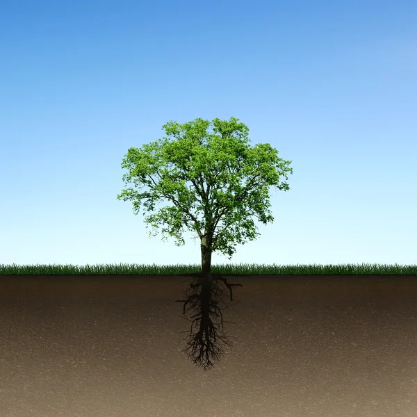 Drzewo i korzenie Obraz Stockowy