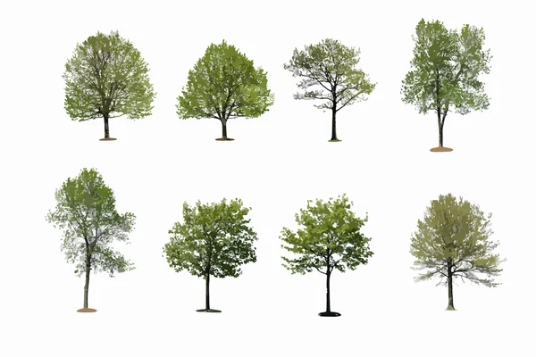 Дерево ізольовано на білому тлі Ліцензійні Стокові Зображення