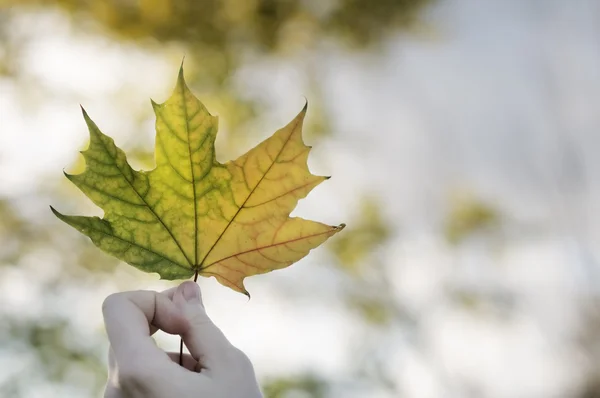 Hoja de arce en el parque de otoño — Foto de Stock