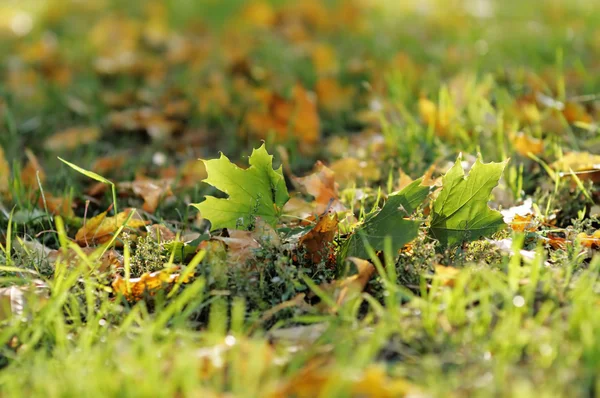 Höstens löv — Stockfoto