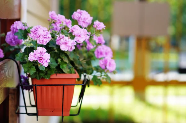 Flowerpot with lilac flowers — Stock Photo, Image