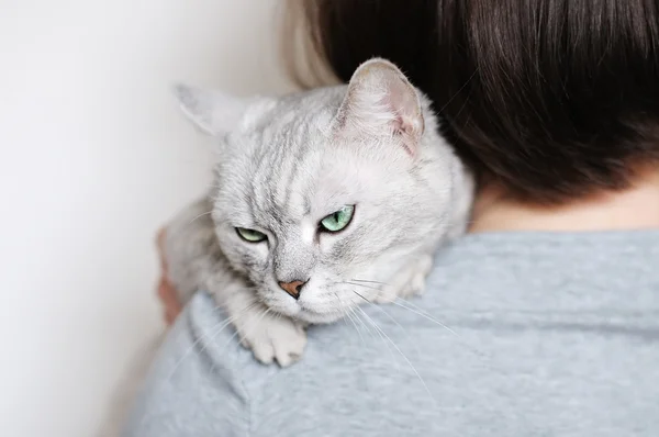 Vacker grå katt — Stockfoto
