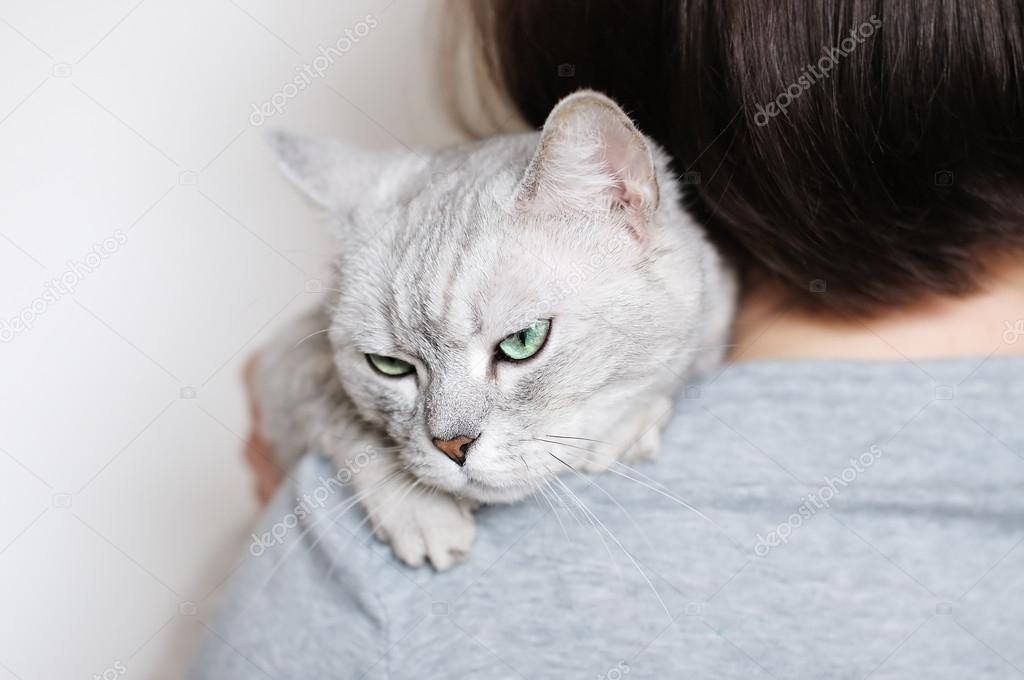 Beautiful grey cat